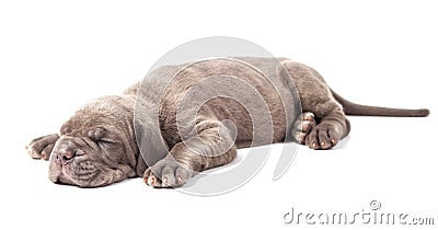 Sleeping young puppie italian mastiff cane corso (1 month) Stock Photo