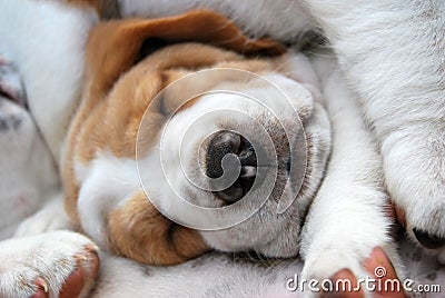 Sleeping young puppy Stock Photo