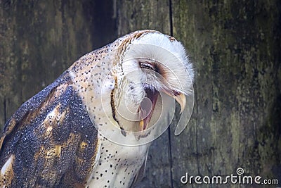 Sleepy American Barn Owl Stock Photo