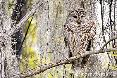Sleepy Barred Owl perched on branch along Okefenokee Swamp Boardwalk Trail, Georgia USA
