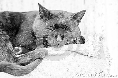 Sleepy, beautiful, black tomcat Stock Photo