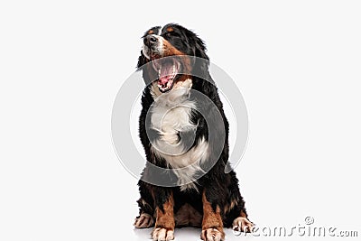 sleepy berna shephed dog opening mouth and yawning Stock Photo