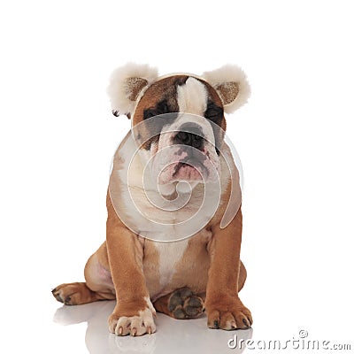 Sleepy brown english bulldog with bear ears sitting Stock Photo