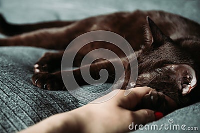 Sleepy brown oriental breed domestic cat Stock Photo