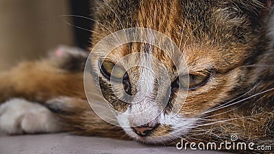 Sleepy calico cat portrait Stock Photo