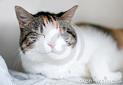 A sleepy calico tabby shorthair cat with its eyes closed Stock Photo