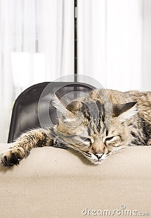 Sleepy cat Stock Photo