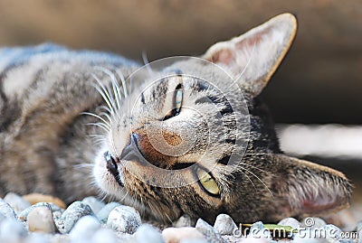 Sleepy Cat Stock Photo