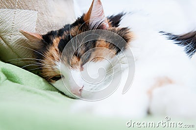 Sleepy cat Stock Photo