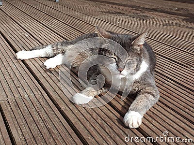 Sleepy cat lazing on a deck Stock Photo