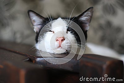 Sleepy cat Stock Photo