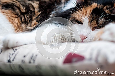 Sleepy cat posture Stock Photo