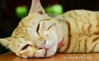 Sleepy Cat Stock Photo