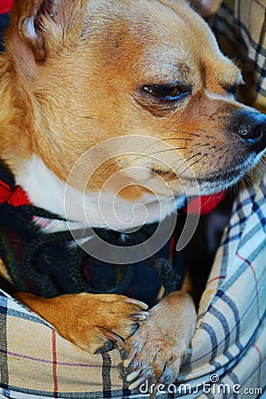 Sleepy chihuahua dog, close up Stock Photo