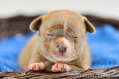 Sleepy Chihuahua puppy in basket Stock Photo