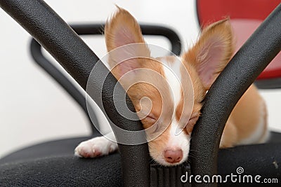 Sleepy Chihuahua Stock Photo