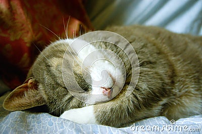 Sleeping content cat. Stock Photo