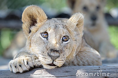 Sleepy cute lion cub lying down on tree Stock Photo