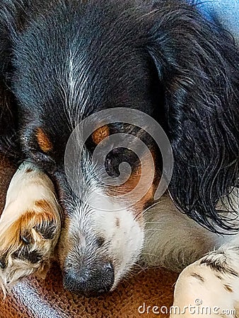 Sleepy dachshund dog on leather couch Stock Photo