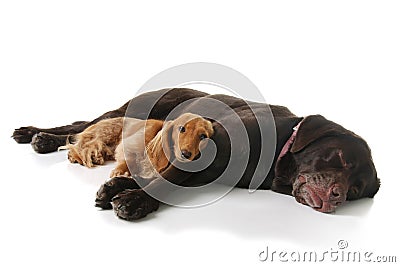 Sleepy dachshund and lab Stock Photo