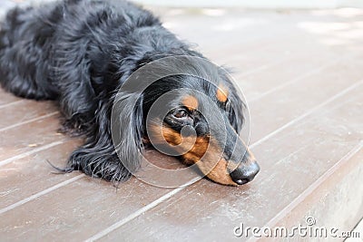 Sleepy Dachshund Longhaired dog Stock Photo