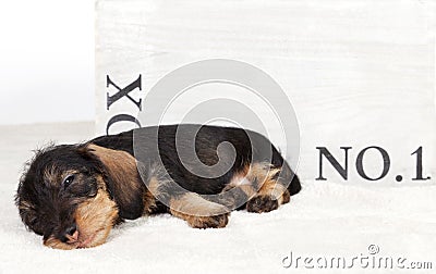 Sleepy dachshund puppy in front of a wooden box Stock Photo