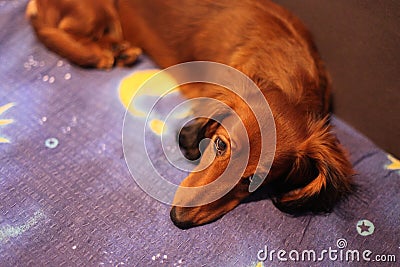 Sleepy dachshund ready for bed Stock Photo