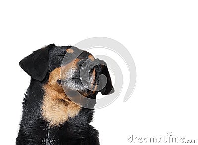 Sleepy dog Stock Photo