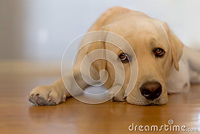 Sleepy dog Stock Photo