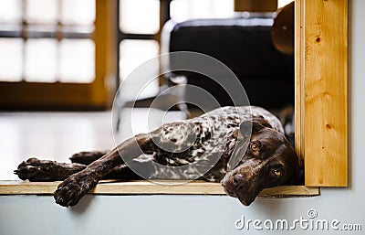 Sleepy dog Stock Photo