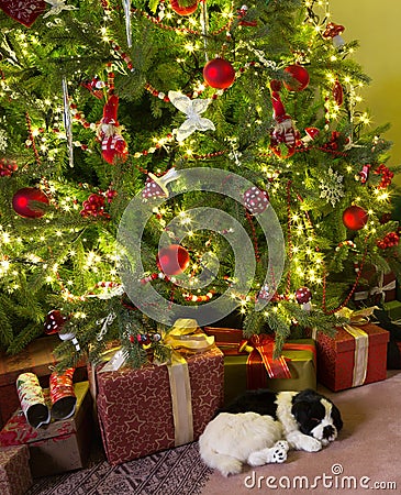 Sleepy dog with christmas Stock Photo