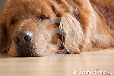 Sleepy dog Stock Photo