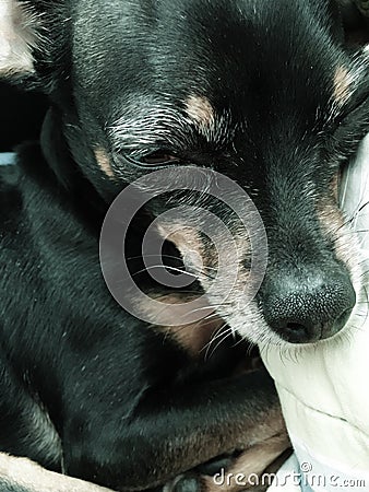 Sleepy Dog Stock Photo