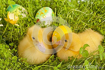 Sleepy easter ducklings Stock Photo