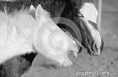 Young horse yawning closeup Stock Photo