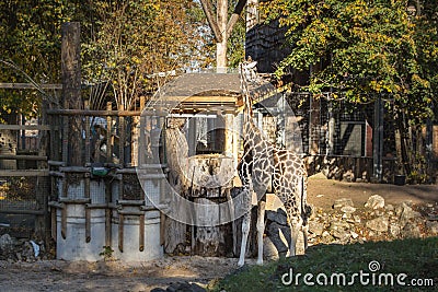 A sleepy giraffe in Riga zoo is chewing on something Stock Photo