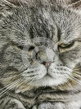 Sleepy gray British short hair cat muzzle. Stock Photo