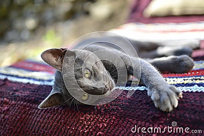 Sleepy gray cat Stock Photo