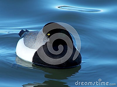 Sleepy Greater Scaup Duck Stock Photo
