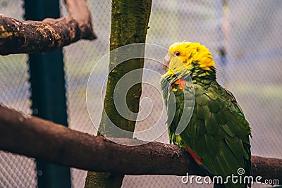 Sleepy green and yellow parrot resting on top of a tree branch i Stock Photo