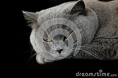 Sleepy grey british cat Stock Photo
