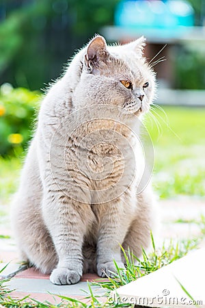 Sleepy Grey Cat Scottish Breed Stock Photo