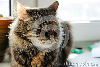 Sleepy grey cat sitting on window Stock Photo