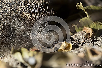 Sleepy hedgehog close up in autumn leaves Stock Photo