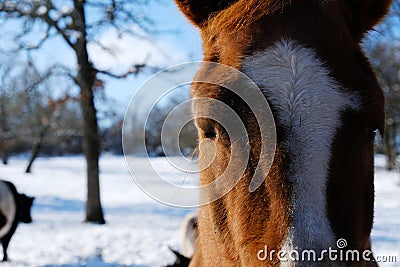 Sleepy horse close up Stock Photo