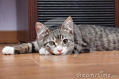 Sleepy kitten Stock Photo