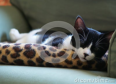 Sleepy Kitten Stock Photo