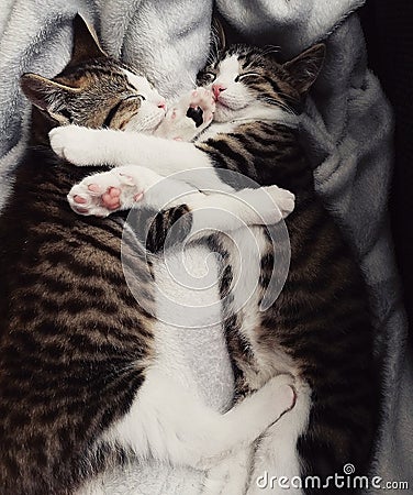 Sleepy Kittens Stock Photo