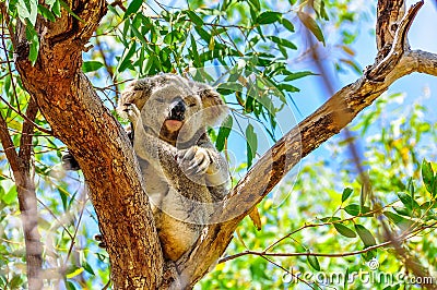 Sleepy koala in Magnetic Island, Australia Stock Photo