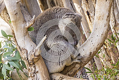 Sleepy koala in a tree catching some shut eye Stock Photo